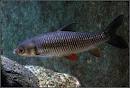 淡水魚・ジェラワット