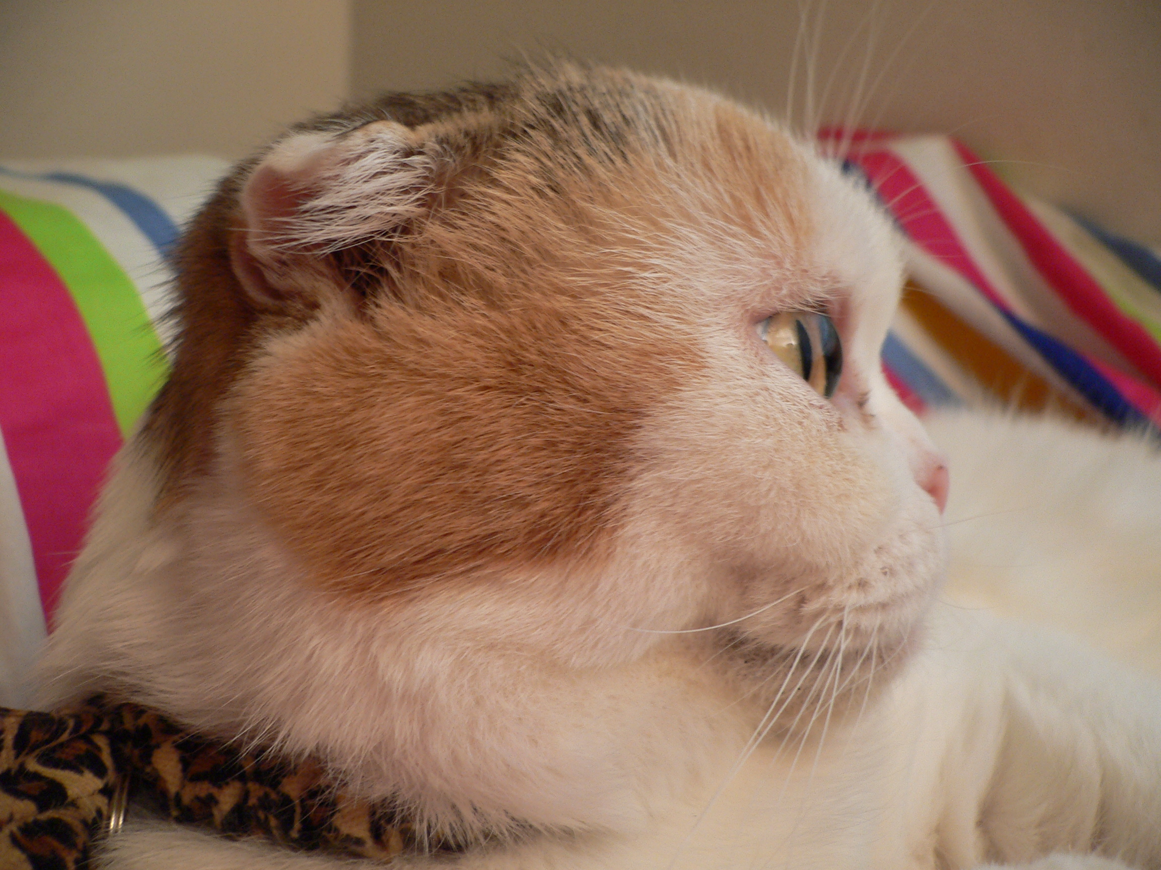 面白い鳥とネコ ネコと鳥の成長写真日記