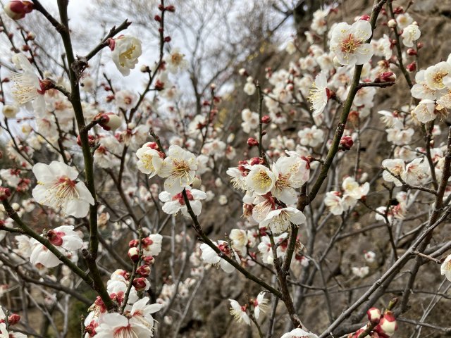 不老園の梅 : くんくかんのブログ