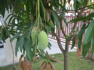 マンゴーの木 その２ 定年前タイ王国リタイア生活