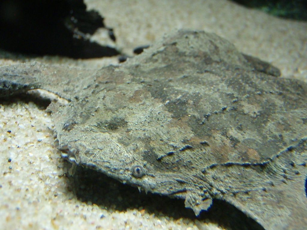 ピパ 水族館に行ってきました ピパ 水族館に行ってきました
