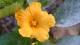 garden_photos_014s