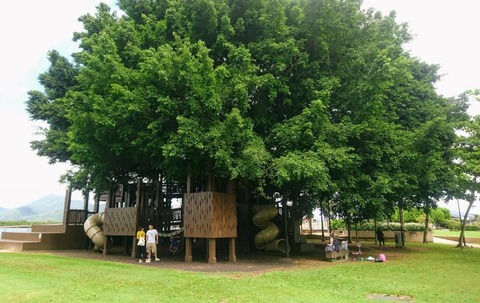 Fig-Tree-playground-1024x647