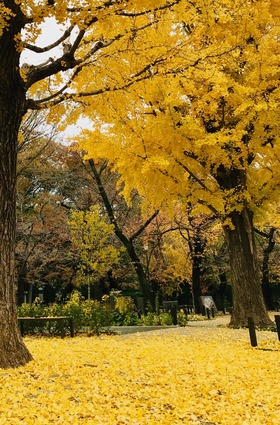 2019.12銀杏1