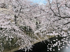 2022.03桜2