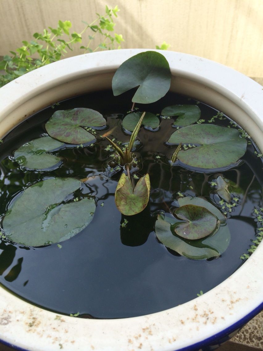 グリーンウォーターについて みほのめだか日和