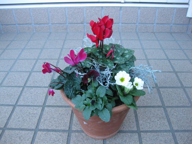 シクラメンとジュリアンの寄せ植え その後 みーの花日記