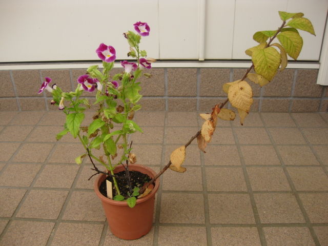 ユスラウメ 栽培日記 みーの花日記