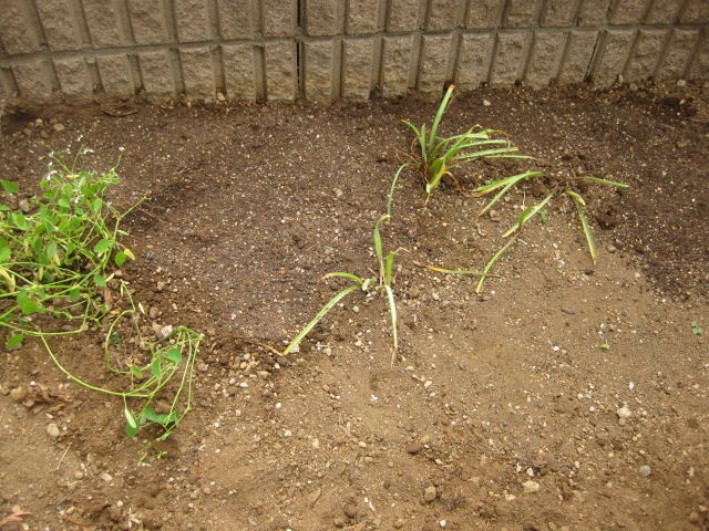 コスモス 栽培日記 みーの花日記