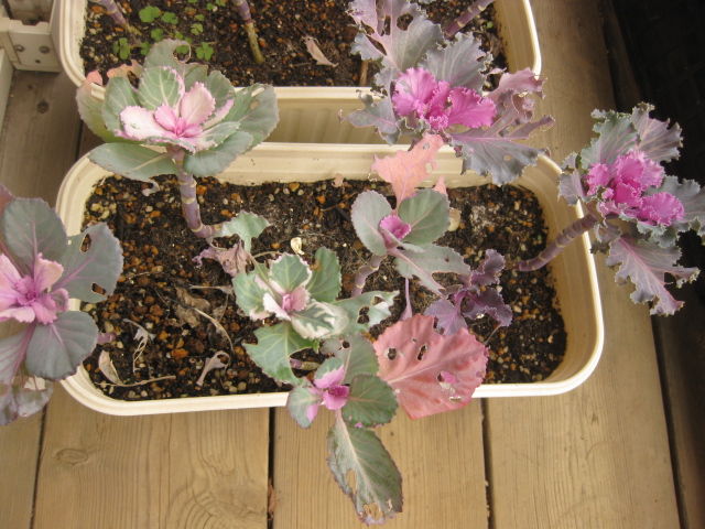 種まきハボタンは みーの花日記