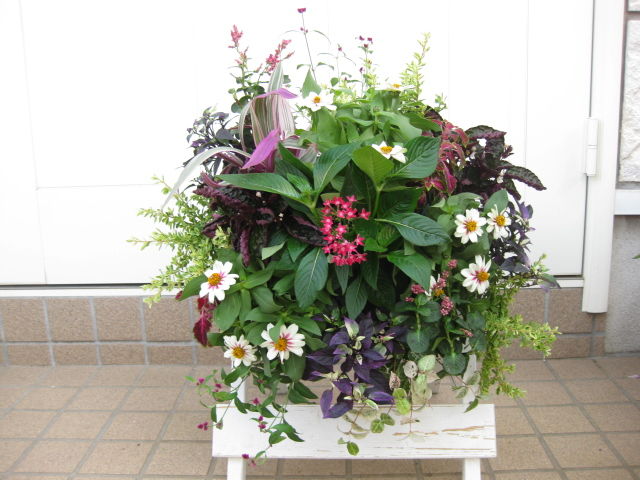 ジニア ペンタスのハンギングバスケット みーの花日記 ジニア ペンタスのハンギングバスケット みーの花日記