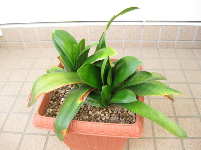 クンシラン 植え替え みーの花日記 クンシラン 植え替え みーの花日記
