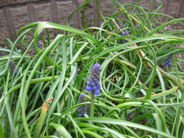 ムスカリ 栽培日記 3 植えっぱなしのムスカリ みーの花日記