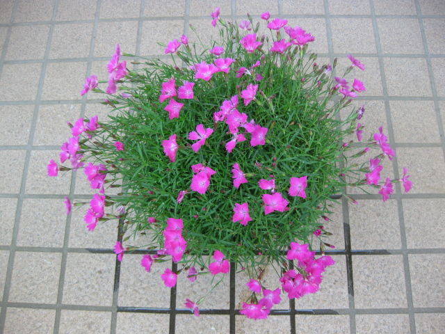 ナデシコ もりもり ゚ ゚ みーの花日記 ナデシコ もりもり ゚ ゚ みーの花日記