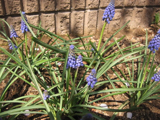 ムスカリの芽が出ちゃいました みーの花日記 ムスカリの芽が出ちゃいました みーの花日記