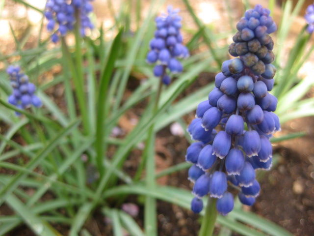 ムスカリの芽が出ちゃいました みーの花日記 ムスカリの芽が出ちゃいました みーの花日記