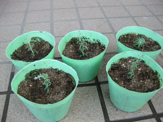 挿し芽のハナカンザシ 栽培日記 みーの花日記