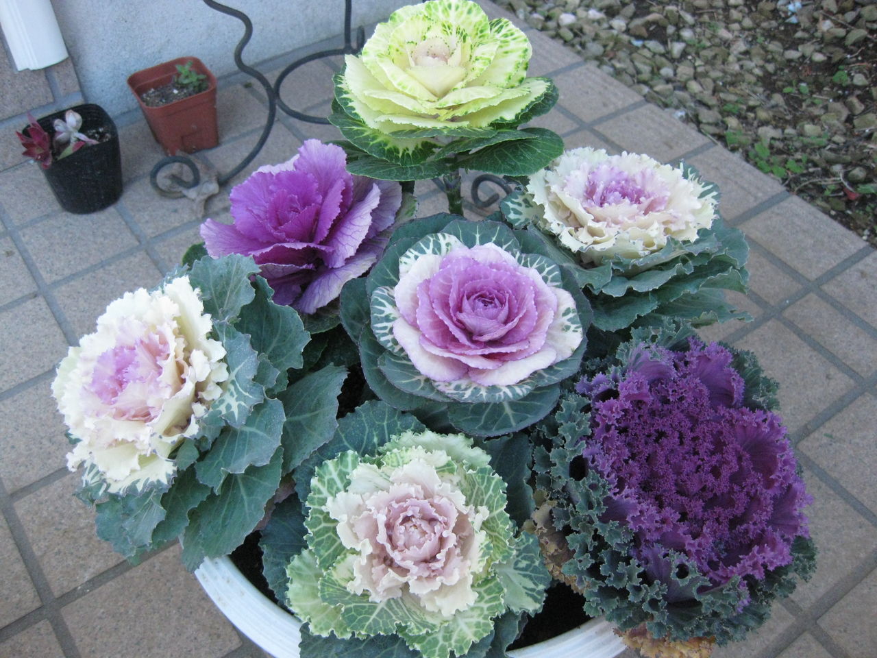 葉牡丹 みーの花日記 葉牡丹 みーの花日記