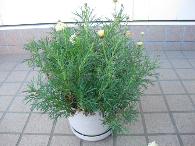 頑張ってるマーガレットと 咲いてくれないマーガレット みーの花日記