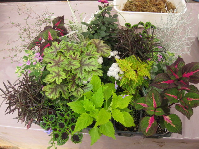 ニチニチソウのハンギングバスケット マスター講習 5 みーの花日記