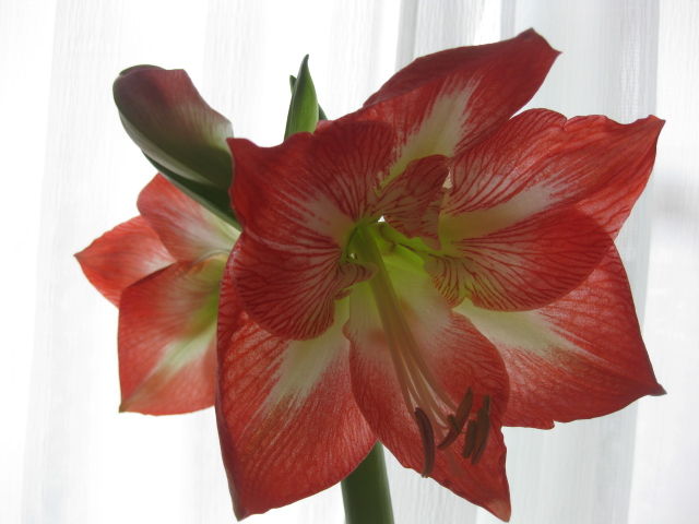 2年目のアマリリスも咲きました ｏ ｏ みーの花日記