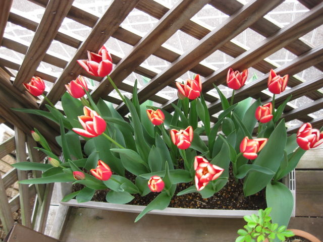 2年目のチューリップ リーンファンデーマーク 栽培日記 みーの花日記