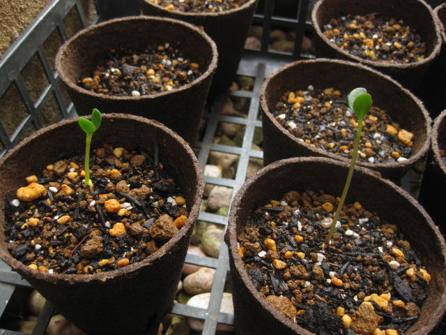 ルピナス 栽培日記 2 みーの花日記