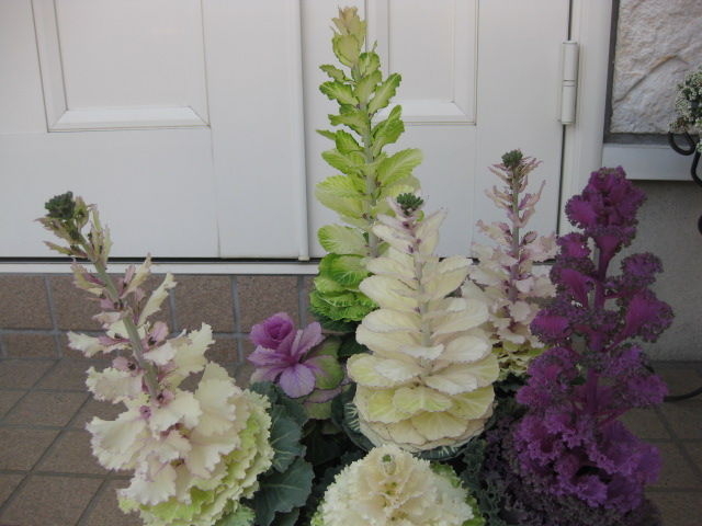 70以上 葉牡丹 伸びる 葉牡丹 伸びる