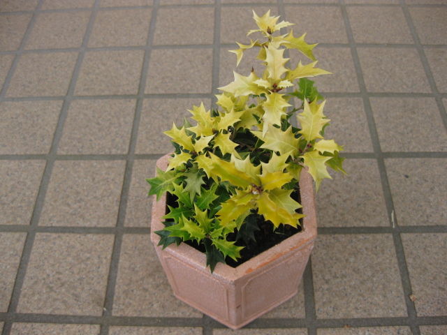 黄金ヒイラギが青々と みーの花日記 黄金ヒイラギが青々と みーの花日記
