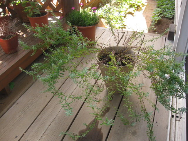 ハナカンザシの挿し芽 みーの花日記