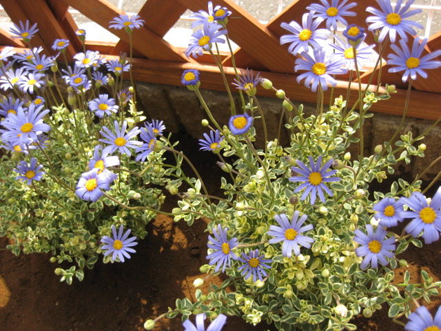 ブルーデージーが Twt みーの花日記