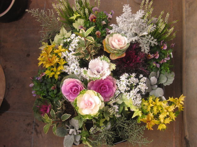 ハボタンのハンギングバスケット ステップアップ講習 1 みーの花日記