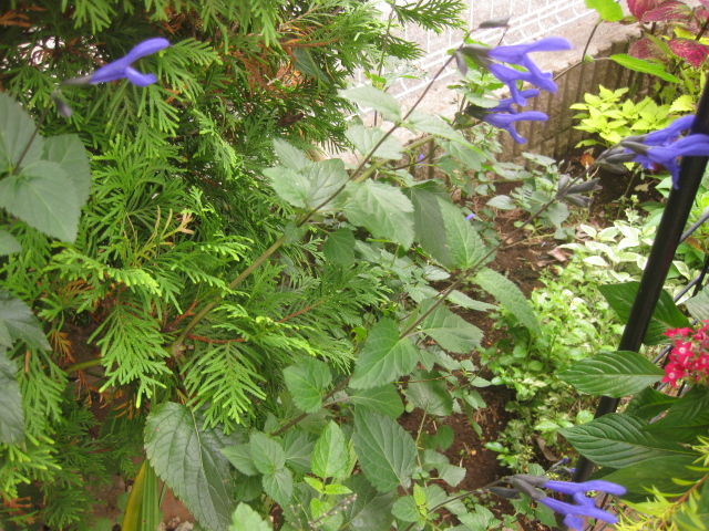 みーの花日記