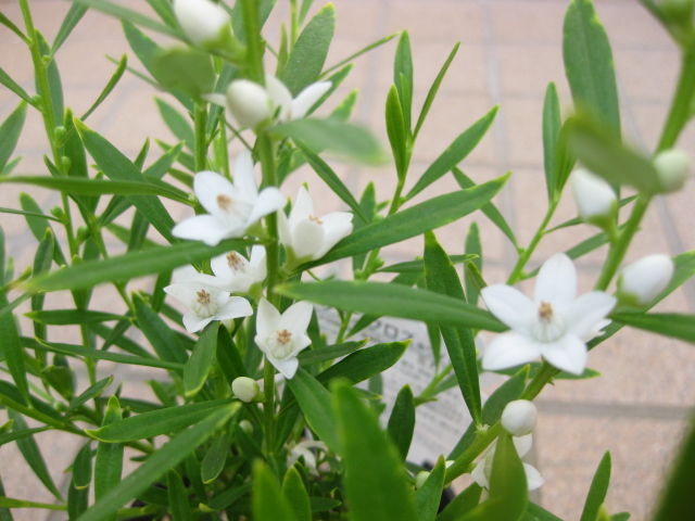 お買い物 2 サザンクロス みーの花日記