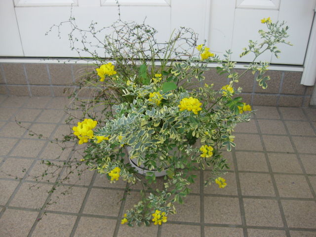 コロニラ バレンティナ みーの花日記