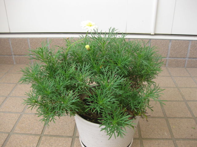 頑張ってるマーガレットと 咲いてくれないマーガレット みーの花日記