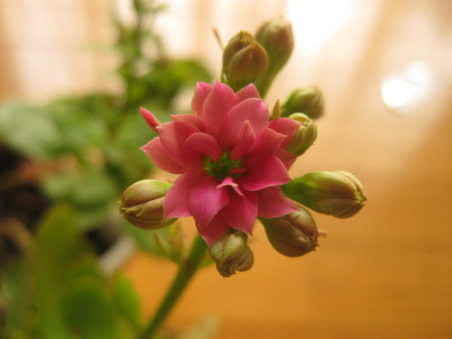カランコエ カランディーバ 栽培日記 みーの花日記 カランコエ カランディーバ 栽培日記 みーの花日記