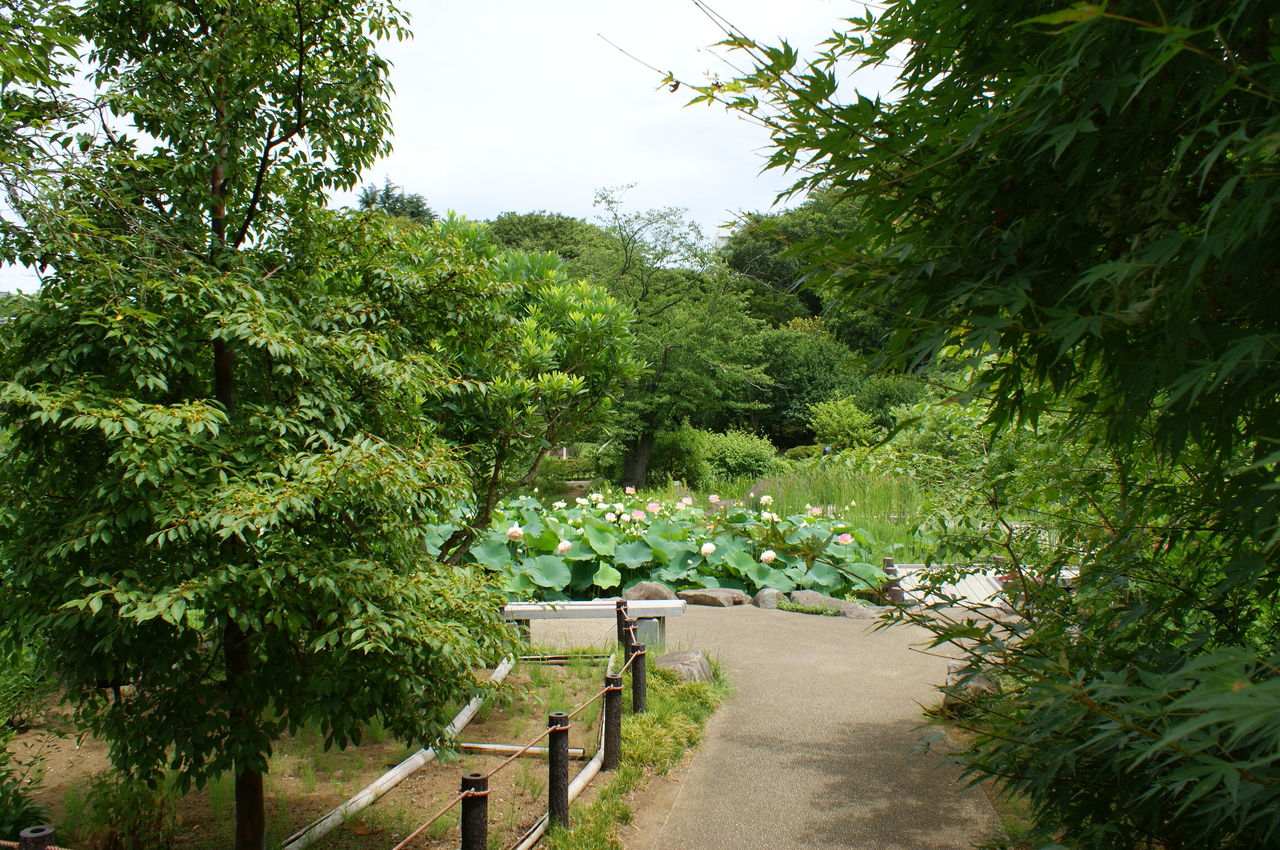 馬場花木園 蓮 11 07 18 みーの花日記 馬場花木園 蓮 11 07 18 みーの花日記