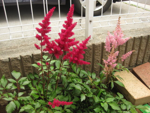 アスチルベ 栽培日記 2 みーの花日記 アスチルベ 栽培日記 2 みーの花日記