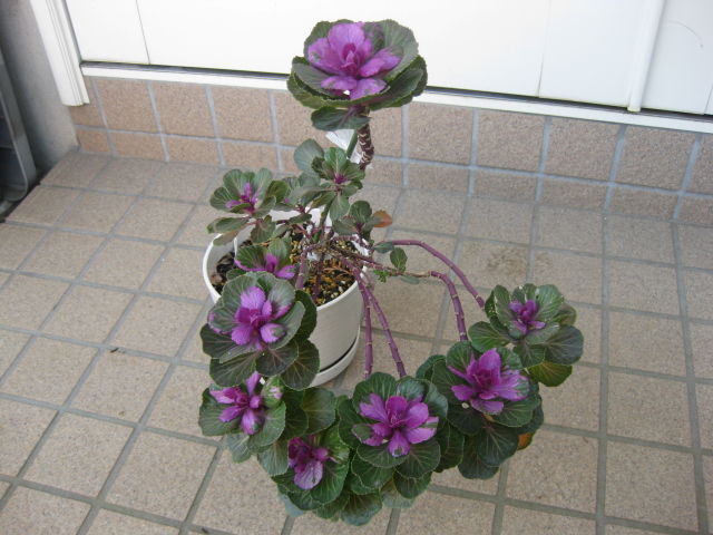 踊りハボタン 失敗 W みーの花日記