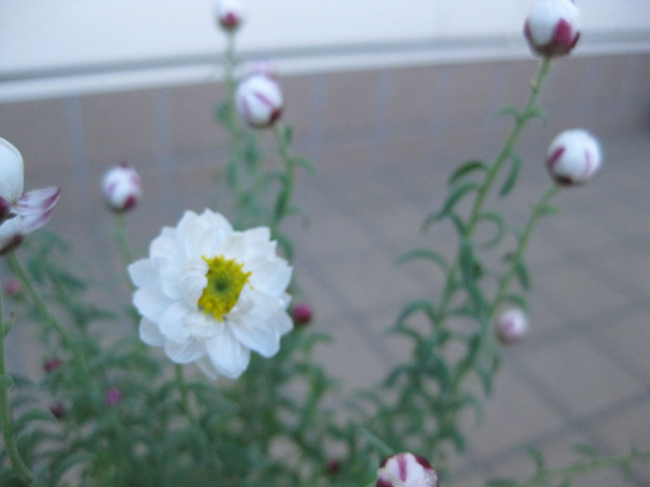 ハナカンザシの挿し芽 みーの花日記