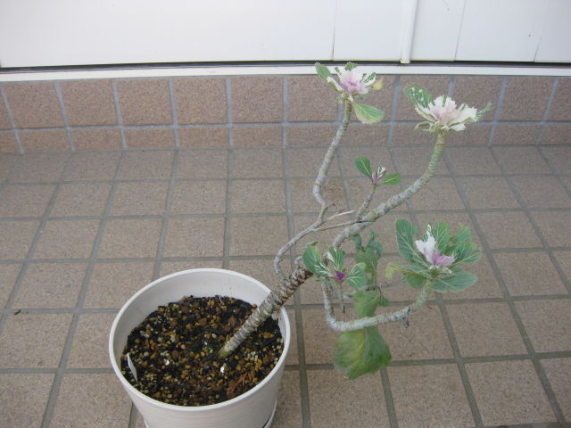 踊りハボタン 栽培日記 2 みーの花日記