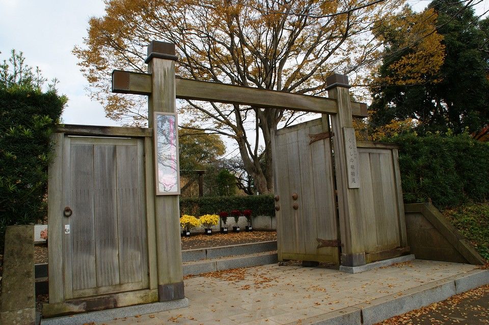 くらしの植物苑 伝統の古典菊展 12 12 1 みーの花日記