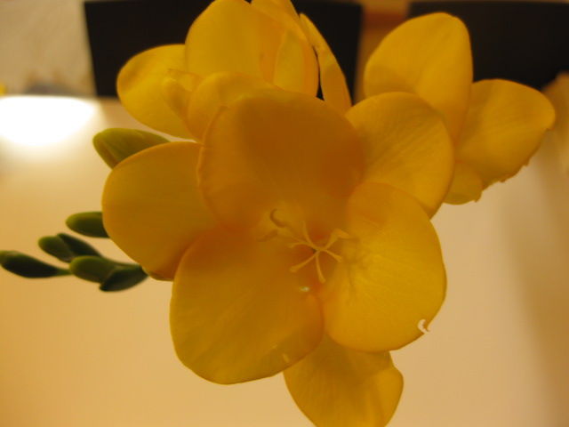 切花 フリージア みーの花日記