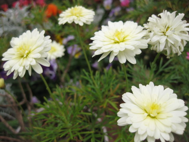 マーガレットも 咲き始めました みーの花日記 マーガレットも 咲き始めました みーの花日記