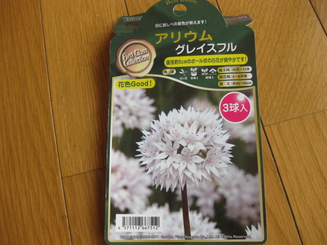 アリウム グレイスフル 栽培日記 みーの花日記 アリウム グレイスフル 栽培日記 みーの花日記