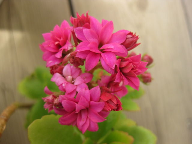 外で冬越のカランコエが開花s ﾟwﾟ みーの花日記
