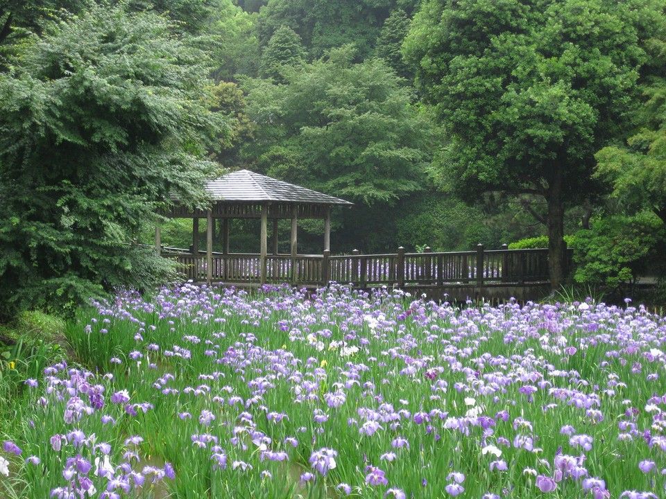 生田緑地 菖蒲園 09 6 6 みーの旅日記 生田緑地 菖蒲園 09 6 6 みーの旅日記