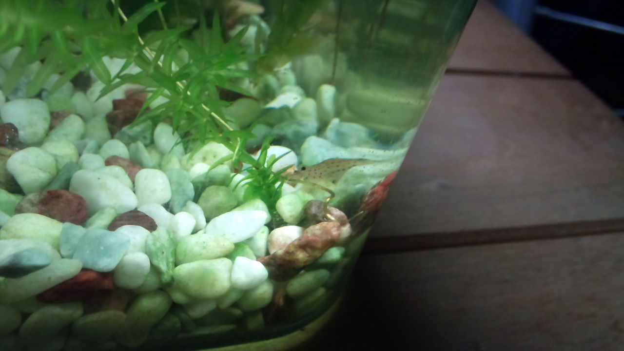 熱帯魚を飼うまでの経緯 Tank Memo 熱帯魚を飼うまでの経緯 Tank Memo