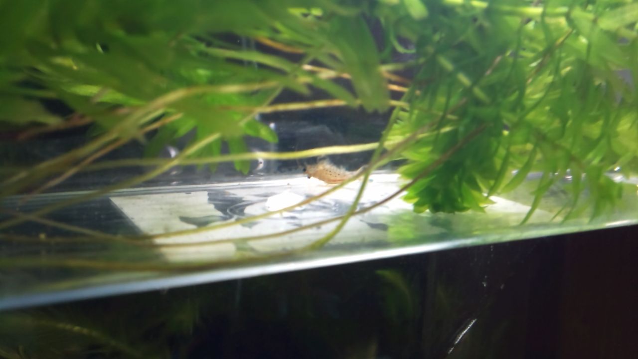 熱帯魚を飼うまでの経緯 Tank Memo 熱帯魚を飼うまでの経緯 Tank Memo